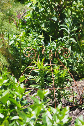 Grow through plant supports, rusty wire frames - Christopher Belle - Great for floppy herbaceous perennials like Penstemon