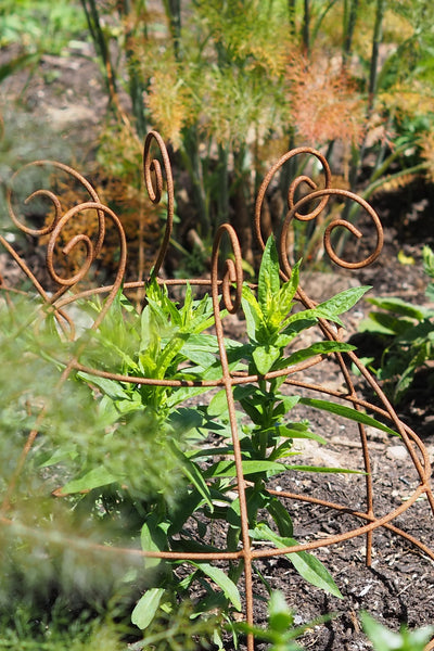Grow through plant supports, rusty wire frames - Christopher Belle - Great for floppy herbaceous perennials like Aster