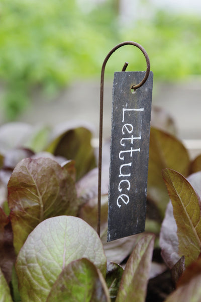 Plant Labels, slate labels hanging on mini crooks, rusty metal