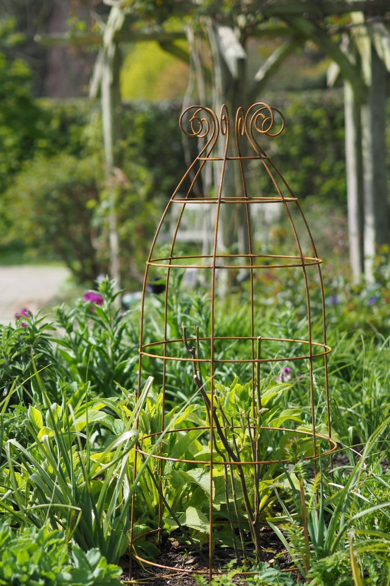 Obelisks and grow-through plant supports. Also great for training roses. At RHS Rosemoor & Wisley