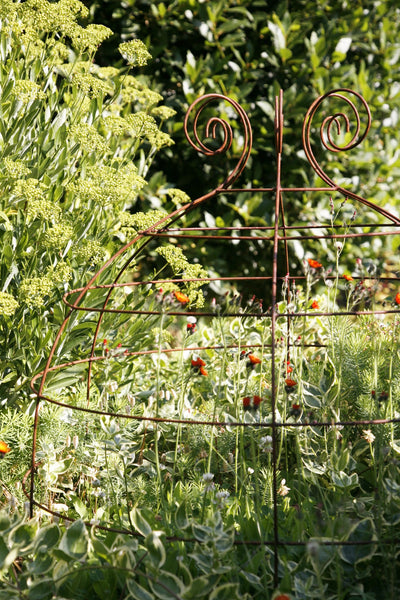 Grow through plant supports, rusty wire frames - George Belle - Great for floppy perennials like Sedum, Phlox, Aster, Penstomon,
