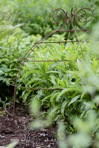 Grow through plant supports, rusty wire frames - George Belle - Great for floppy perennials like Sedum, Phlox, Aster, Penstomon