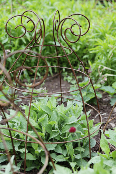 Grow through plant supports, rusty wire frames - Ernest Belle - Great for floppy herbaceous perennials, seen here at Knightshayes Court National Trust Gardens