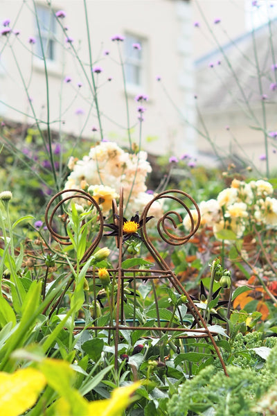 Grow through plant supports, rusty wire frames - George Belle - Great for floppy perennials, seen here at Saltram