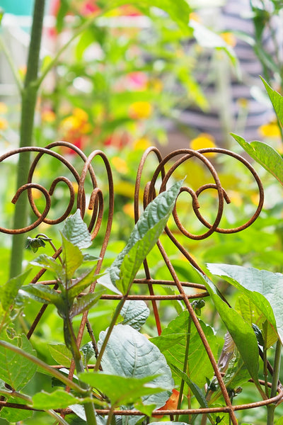 Grow through plant supports, rusty wire frames - Sidney Belle - Great for floppy perennials like Dahlias, Delphiniums, Campanulas