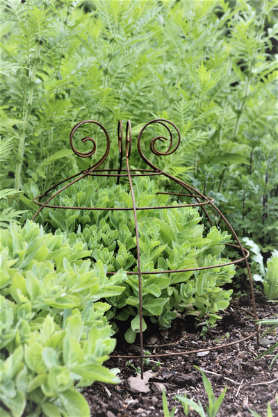 Grow through plant supports, rusty wire frames - Gertrude Belle - Great for floppy herbaceous perennials, seen here at Knightshayes Court