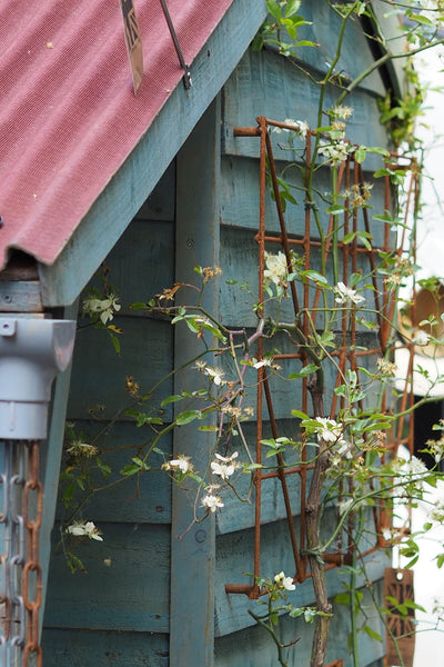 Trellis Panels, rusty plant support - Climbing Squares - for training climbing plants. Photo RHS Cheslea