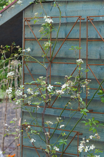 Trellis Panels, rusty plant support - Climbing Squares - for training climbing plants. Photo RHS Cheslea